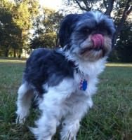 Bark Victory! ‘Boobies for Bebe’ Benefit September 5th at Bier Baron