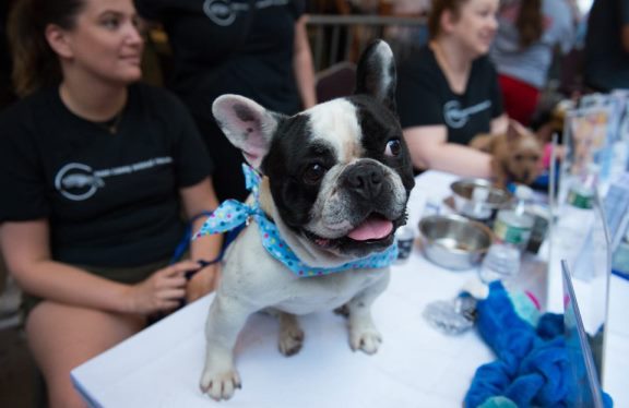 Cancellation of 2019 ‘Broadway Barks’ Announced